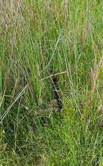 Pseudechis porphyriacus