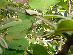 Cacostomus squamosus