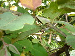 Cacostomus squamosus