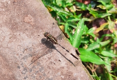 Orthetrum sabina