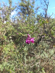 Polygala virgata