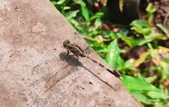 Orthetrum sabina