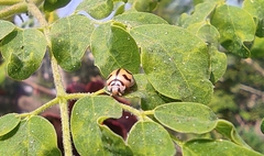 Cheilomenes sexmaculata