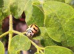 Cheilomenes sexmaculata