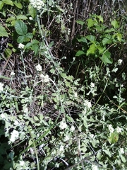 Helichrysum panduratum