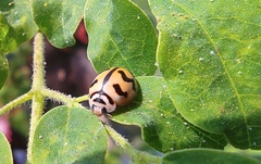 Cheilomenes sexmaculata