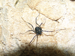 Paranemastoma quadripunctatum