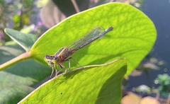 Ischnura senegalensis