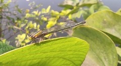 Ischnura senegalensis