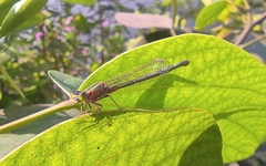 Ischnura senegalensis