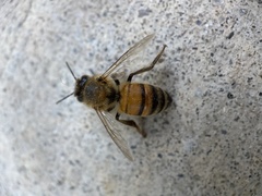 Apis mellifera
