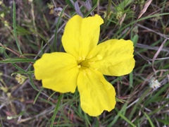 Calylophus