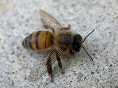 Apis mellifera