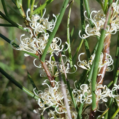 Hakea microcarpa R.Br.
