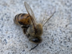Apis mellifera
