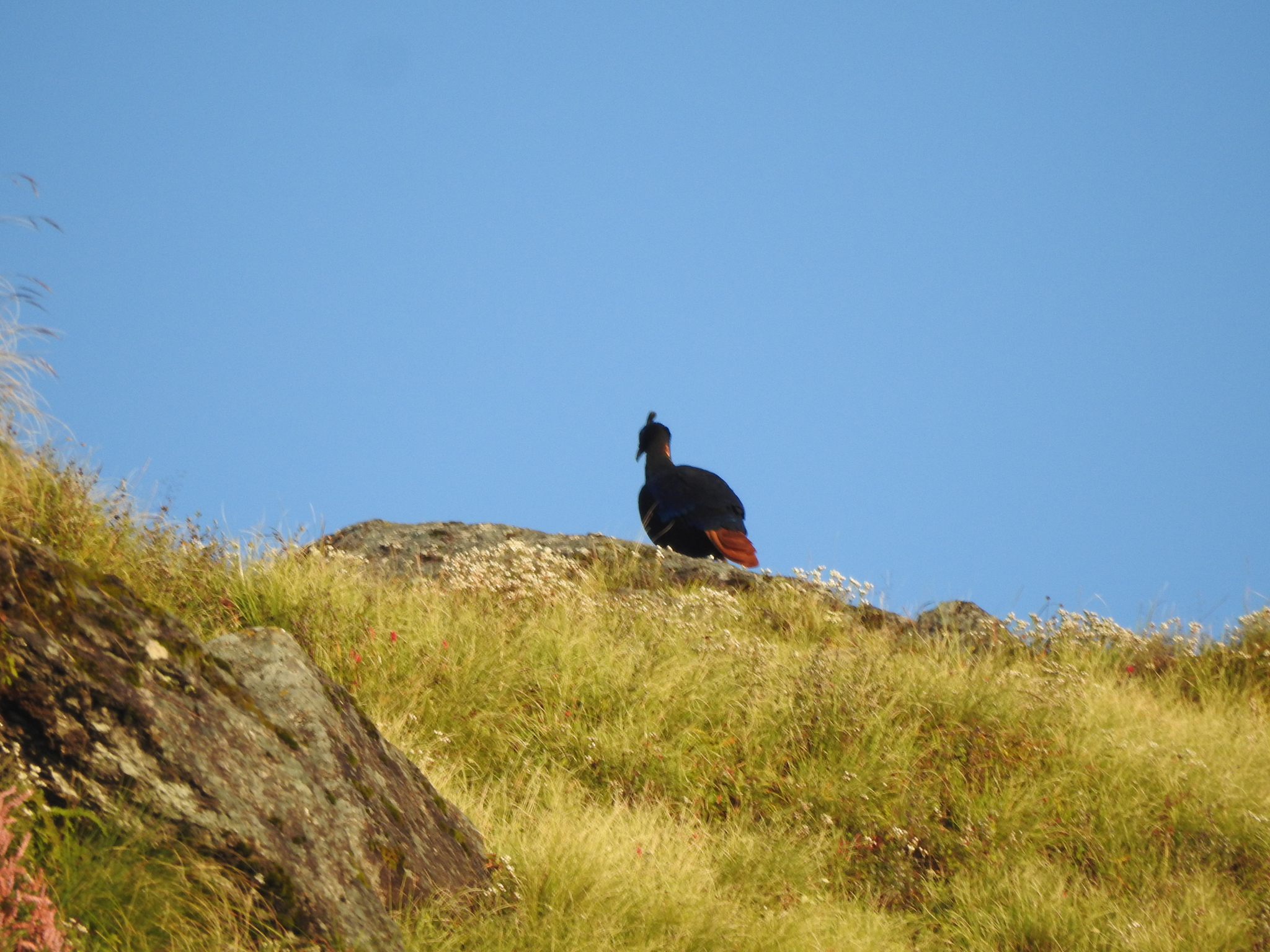 Himalayan Monal