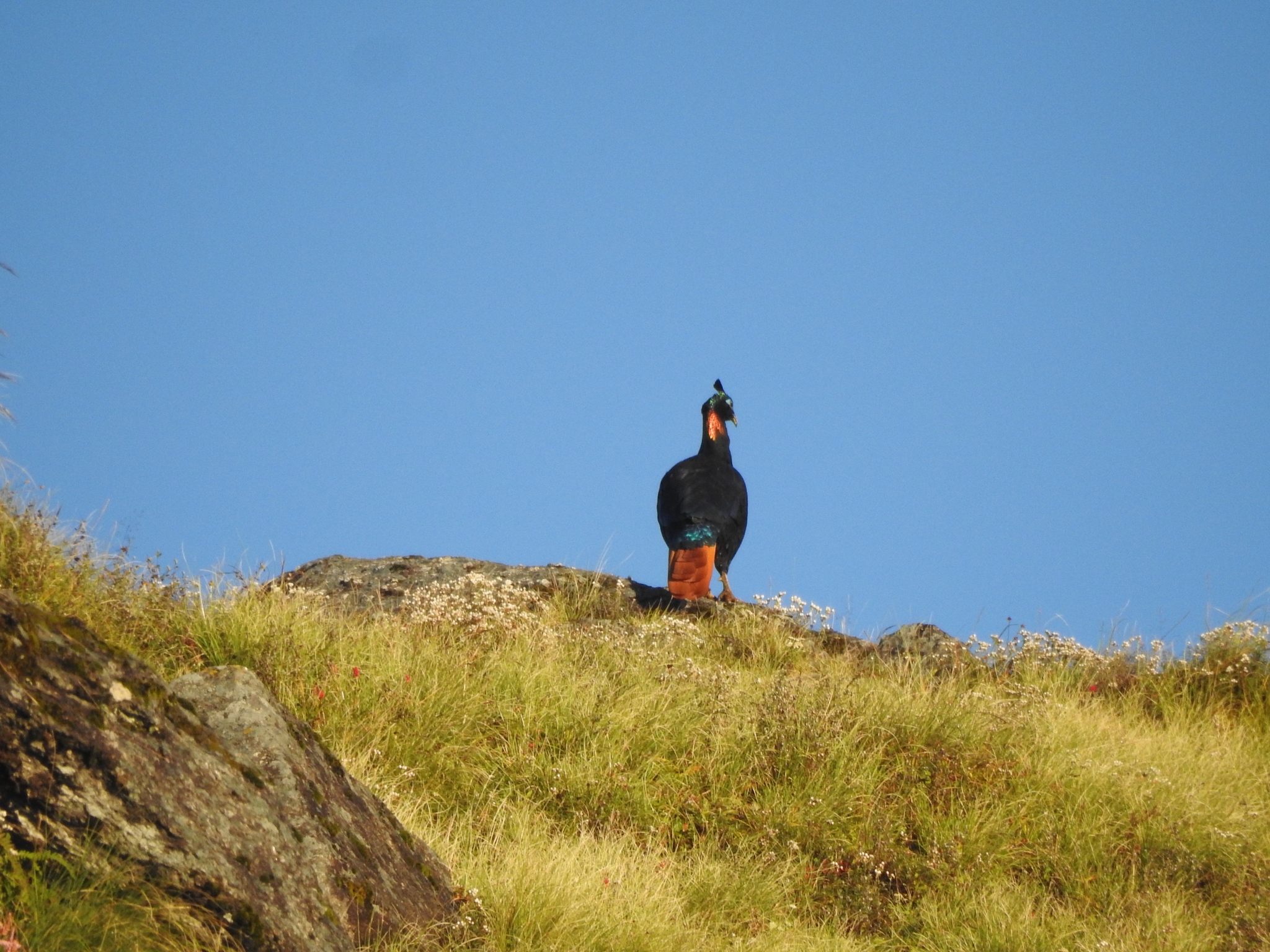 Himalayan Monal