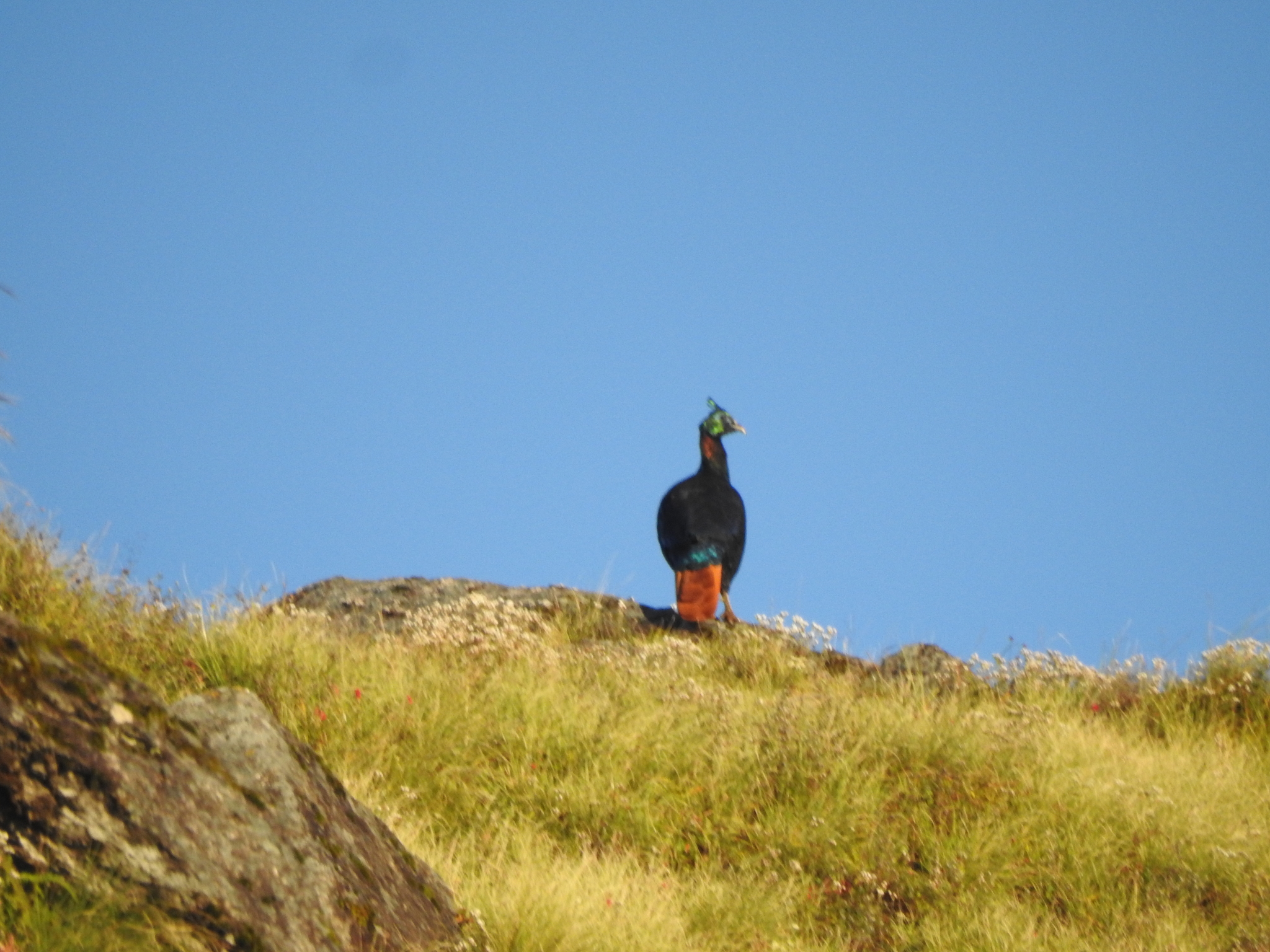 Himalayan Monal