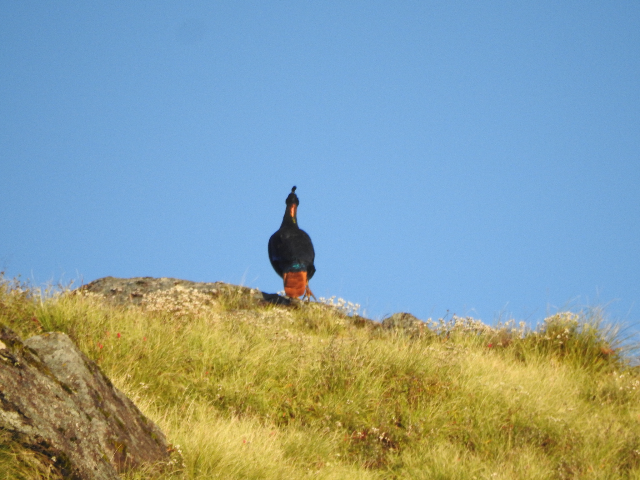 Himalayan Monal
