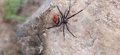 Latrodectus renivulvatus