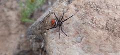 Latrodectus renivulvatus