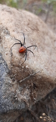 Latrodectus renivulvatus