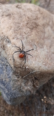 Latrodectus renivulvatus
