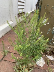 Lepidium bonariense