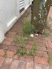 Lepidium bonariense