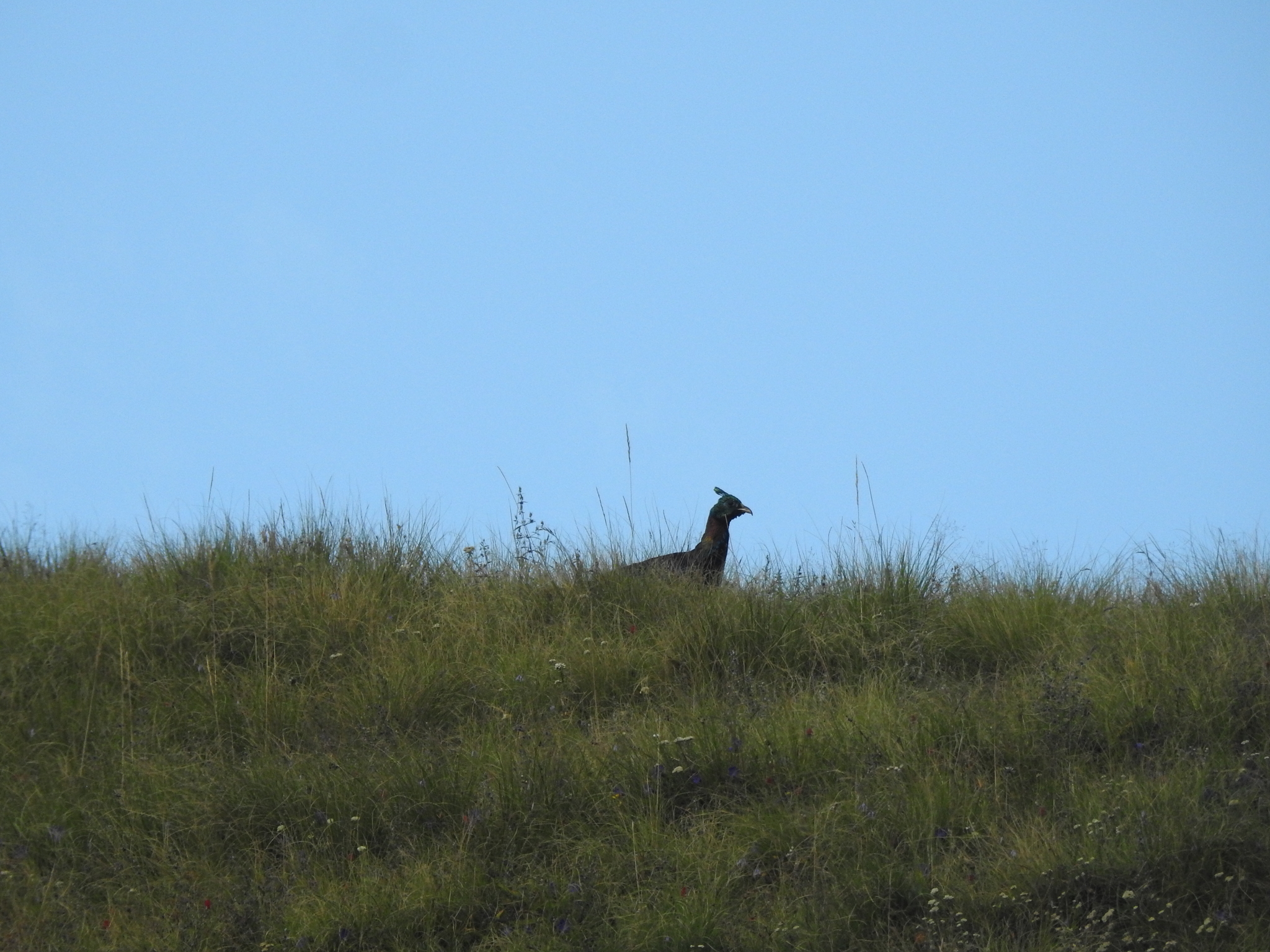 Himalayan Monal
