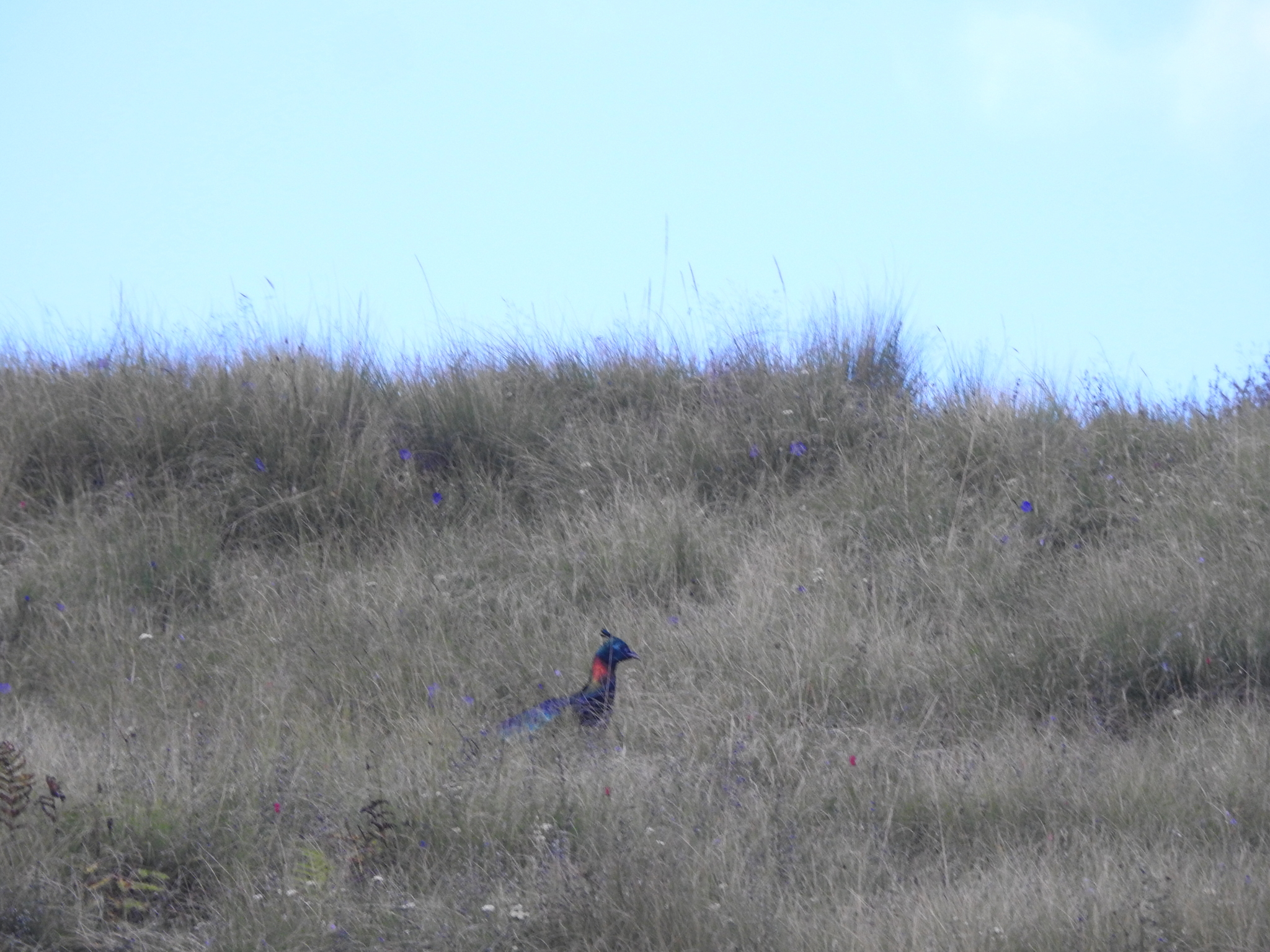 Himalayan Monal