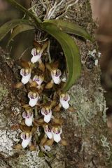 Sarcochilus australis