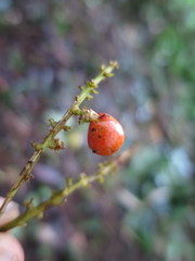 Allophylus grandifolius