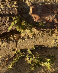 Euphorbia maculata