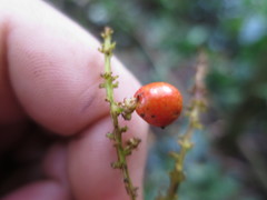 Allophylus grandifolius