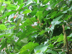 Allophylus grandifolius