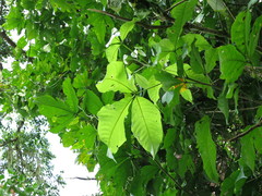 Allophylus grandifolius