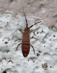 Orchesella multifasciata
