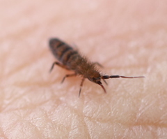 Orchesella multifasciata