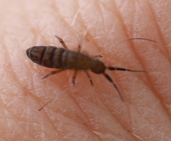 Orchesella multifasciata