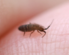 Orchesella multifasciata