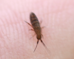 Orchesella multifasciata