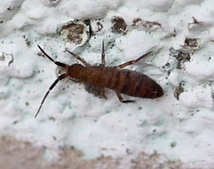 Orchesella multifasciata