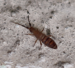 Orchesella multifasciata