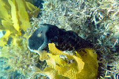 Irciniidae