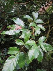 Allophylus grandifolius