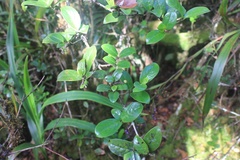 Kadua