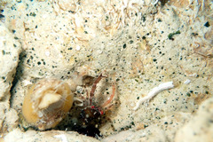 Galathea australiensis