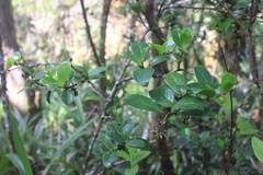 Kadua