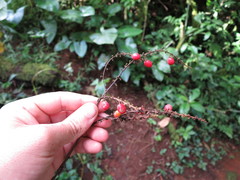 Allophylus grandifolius